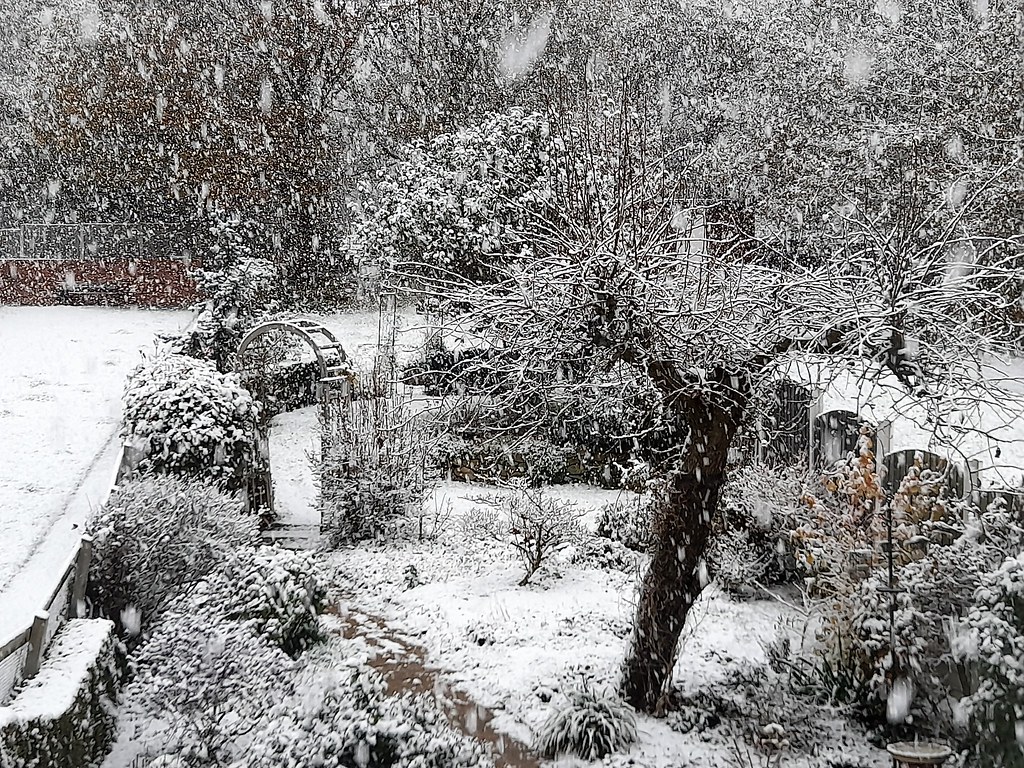 Our Garden in the snow