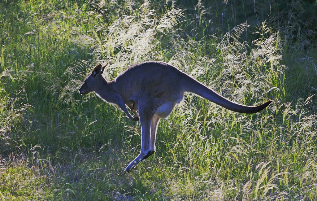 Mrs Kangaroo : Evening trot . . .