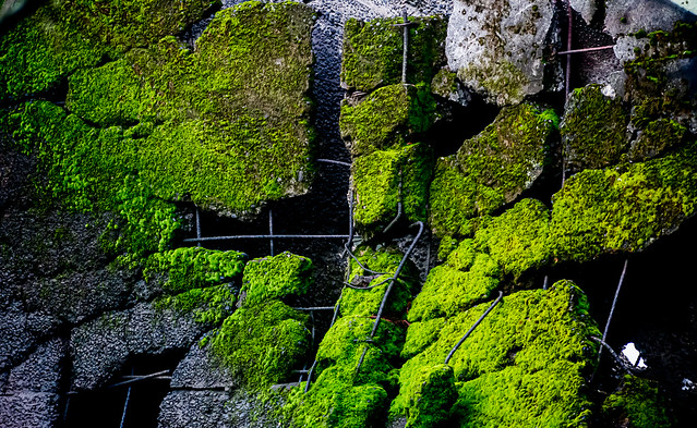 Moss Covered Broken Sea Wall