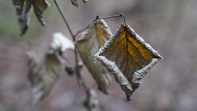 DRIED LEAVES FRINGED WITH COLD WIND QUIVERING