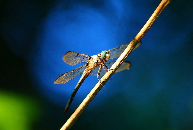 dragonfly.