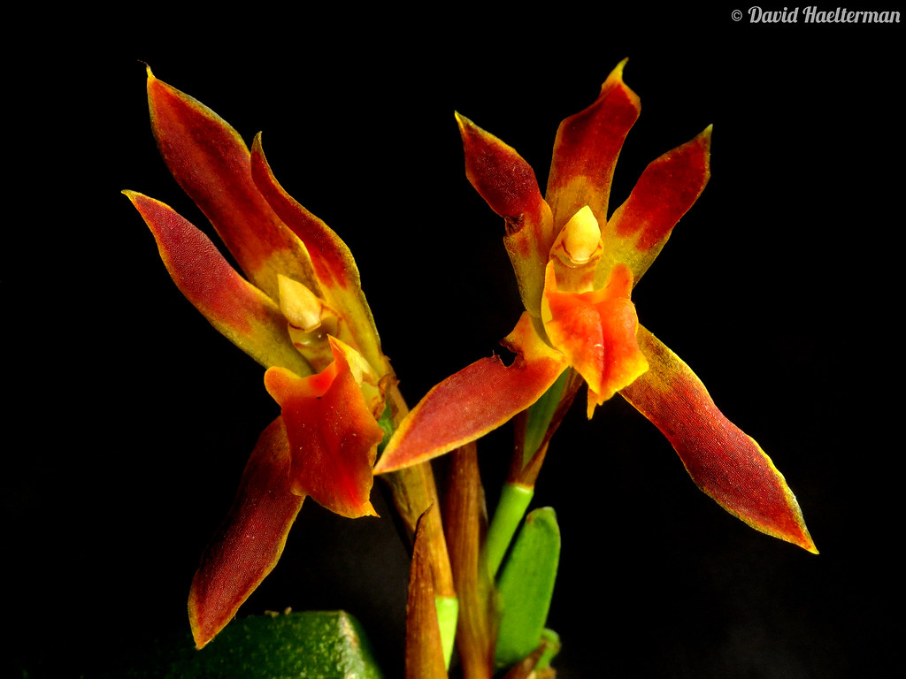 Maxillaria ferruginea, from super humid temperate to warm climate, sweet fragrance, small eye catching flowers (2 cm) that can be abundant. From Valle del Cauca dept, what constitues a new register for the region where it was not known to occur, Colombia