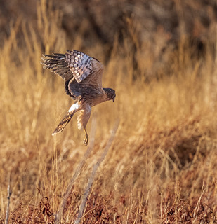 northern_harrier_on_the_hunt-20211128-209 | by Dagny Gromer