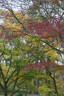 Last of the Autumn Colours at Winkworth