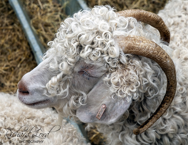 Unusual Sheep - Curly wool and horns