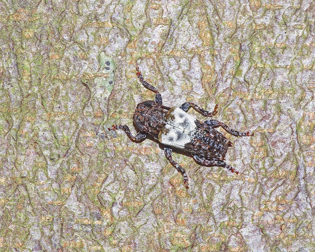 Greater Thorn-tipped Longhorn Beetle (Pogonocherus hispidulus)