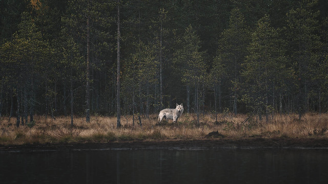 White Wolf Kuhmo Finland