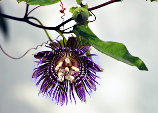 Passion flower | by I Nair