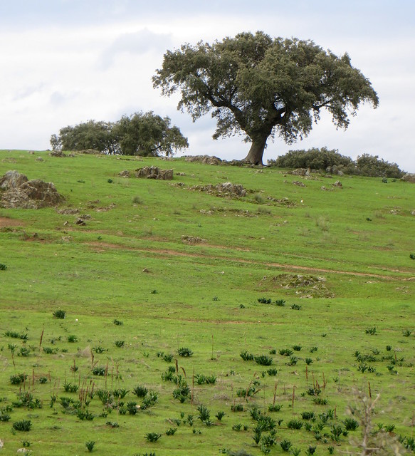 Le chêne solitaire, entre Trujillo et Caceres, province de Caceres, Estrémadure, Espagne.
