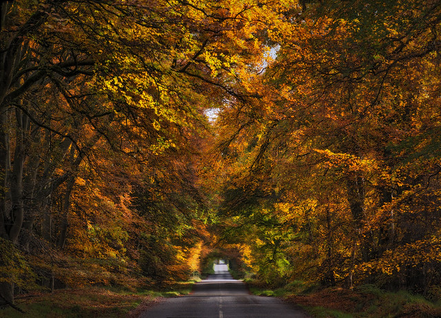Autumn symphony.Aberdeenshire.Scotland.