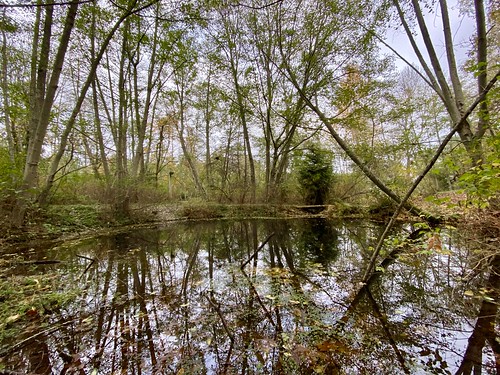 A pond in the Wolf Creek Nature Area