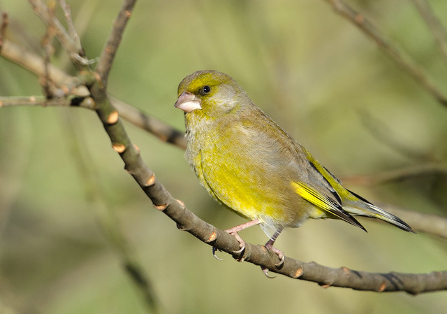 Greenfinch (Barry's)