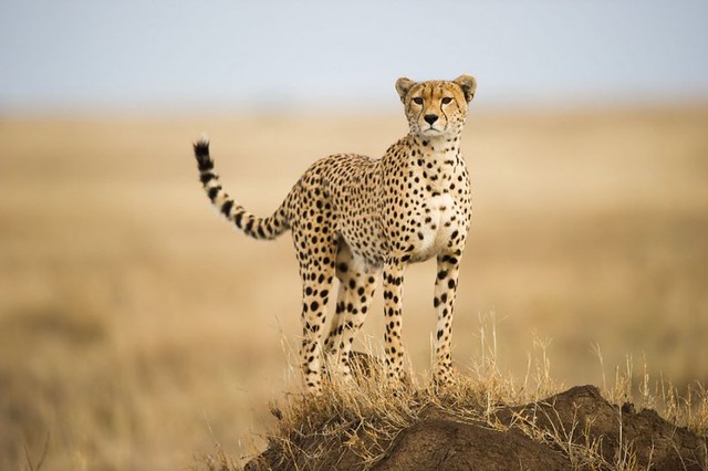 Wildlife Photography Cheetah