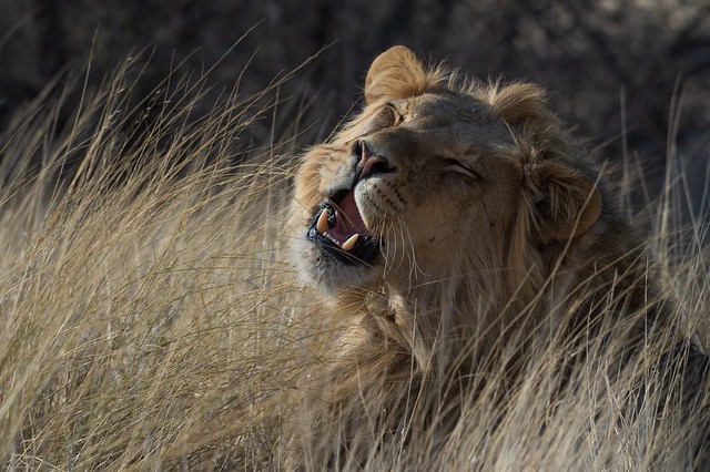 Löwe in der Mpayathutlwa Pan / Mabuasehube (Botswana)