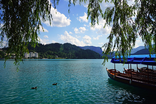 Ducks & boats, Lake Bled, Slovenia