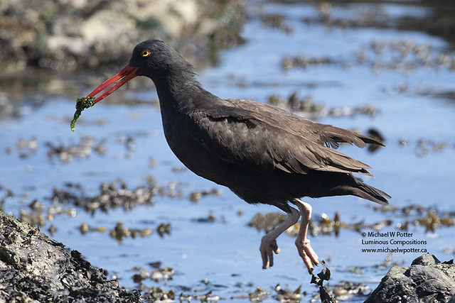 Black Oystercatcher with food, jumping