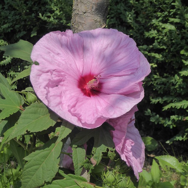 Chicago, Lincoln Park Zoo, Pink Hibiscus Flowers