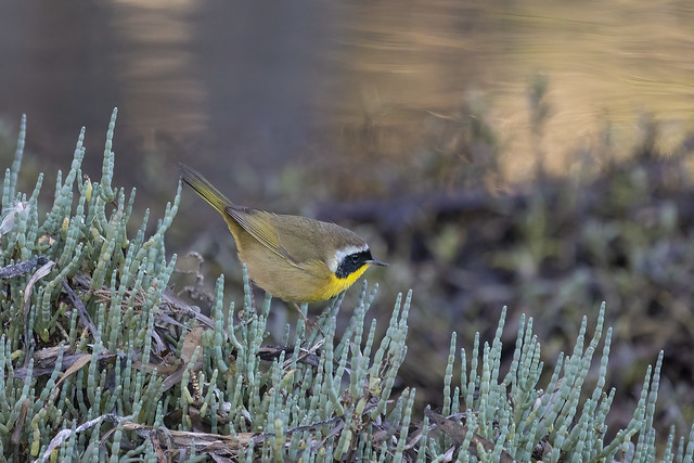 Common Yellowthroat at the Edge of the Pond