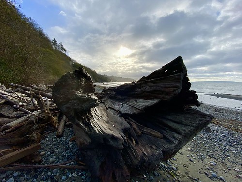 Large piece of drfitwood on Fort Lawton Beach