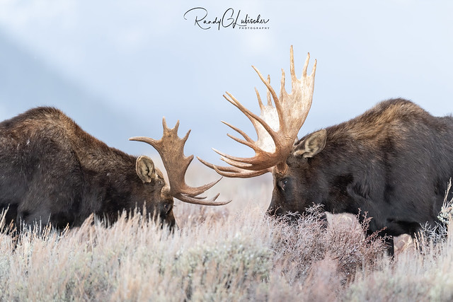 Moose of Grand Teton | Alces alces | 2021 - 9