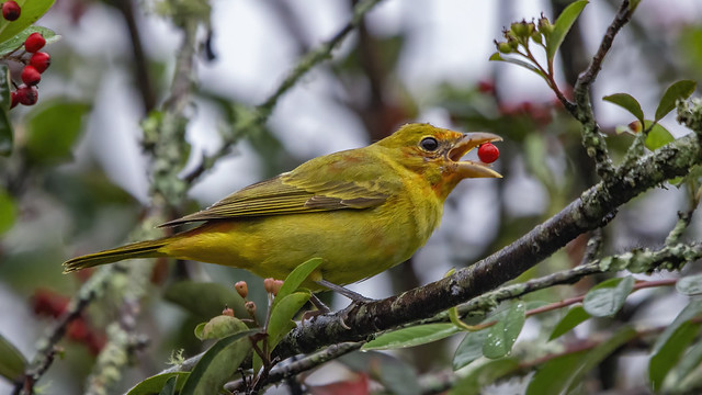 Juvenile Summer tanager eating Cotoneaster berries
