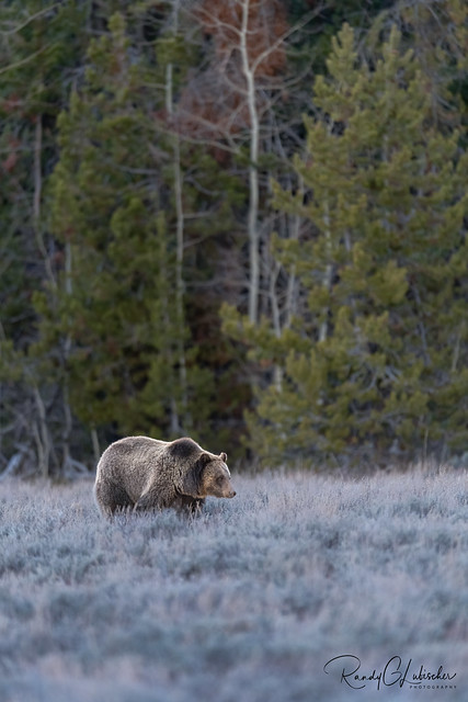 Grizzly Bear | Ursus arctos horribilis | 2021 - 4