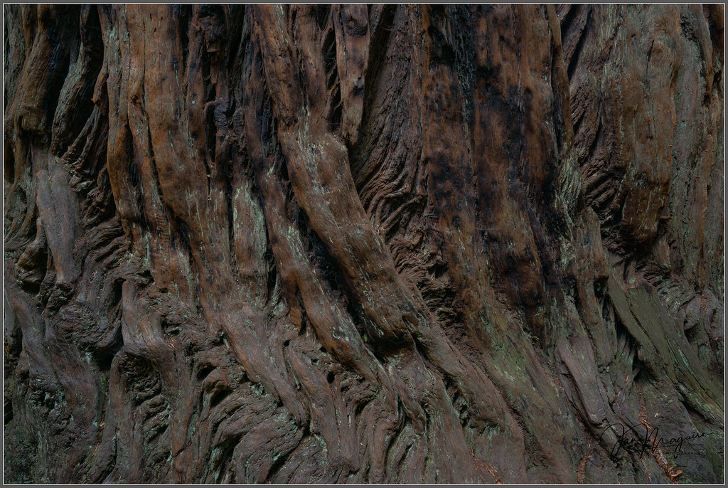 Redwood Trunks 3936