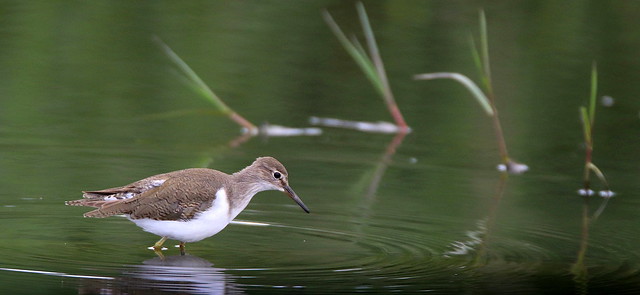 Common Sandpiper     .....      solitary wader