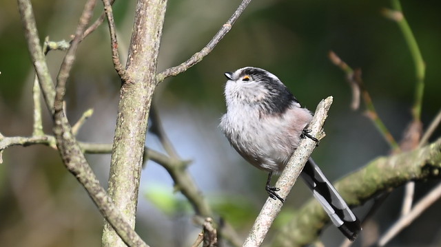Long Tailed Tit by Sandford Lake