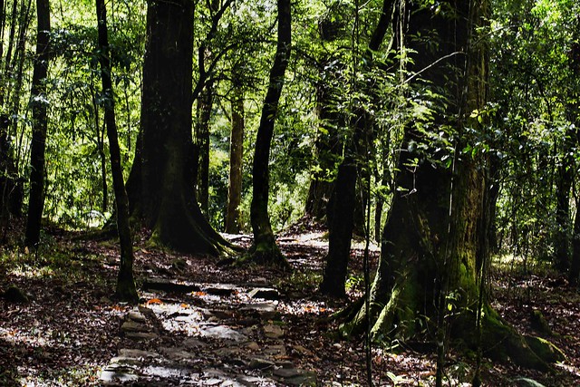 Sacred Forest, Mawphlan, Meghalaya