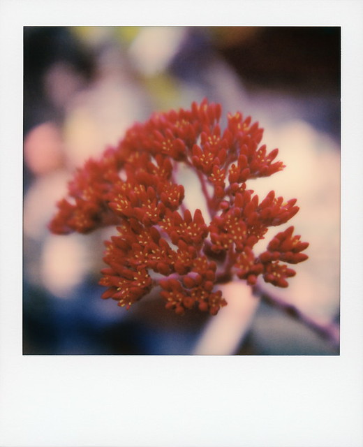 Coral Aloe Flower