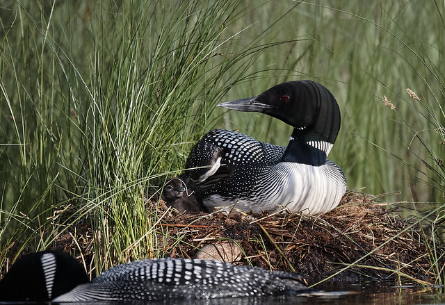Loon on the nest with chick