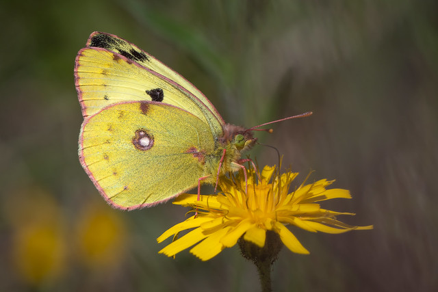 Goldene Acht (Colias hyale) oder Hufeisenklee-Gelbling (Colias alfacariensis)