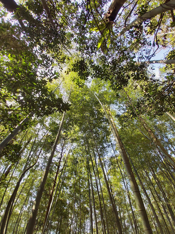 Sanxia Jinminzi Mountain loop trail: bamboo woods