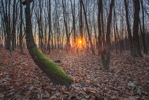 Forest_2580-HDR by vladmarukhin, The moment / constrast / rhythm
Canon 6D + Canon 17-40mm f4Lrhythm contrast moment sky sun sunset au