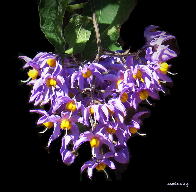 Climbing Nightshade - Solanum  5114