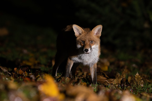 Male fox