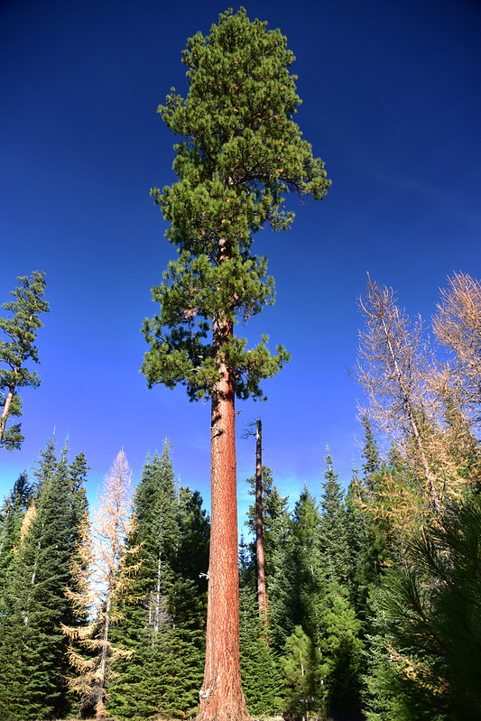 Metolius Preserve