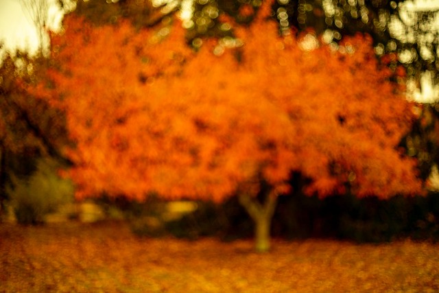 The color of this tree quite loved like the soothest embrace of our love,          Prince Harbinger.