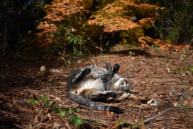 Camille by her Japanese-maple sleeping spot