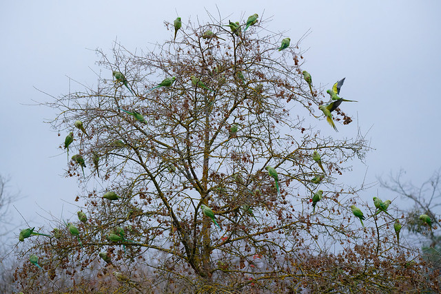 a parakeet's tree