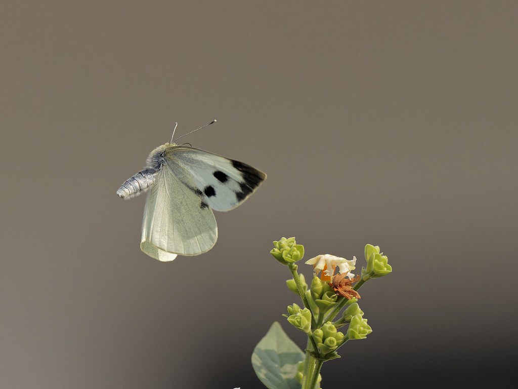 Cabbage white butterfly in flight. EM1 mk3 300f4, 1/3200, f4, ISO 800, 0ev