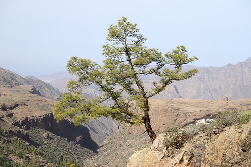 A lonely tree {IN EXPLORE 02.12.2021} Thank you for viewing, favours & comments by smir_001, This attractive Canary Island pine was hanging on the side of a volcanic cliff somewhere along El Ju