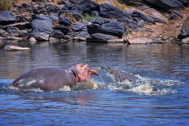 Hippopotamus chasing off a crocodile in the Mara River, Masai Mara, Kenya, East Africa