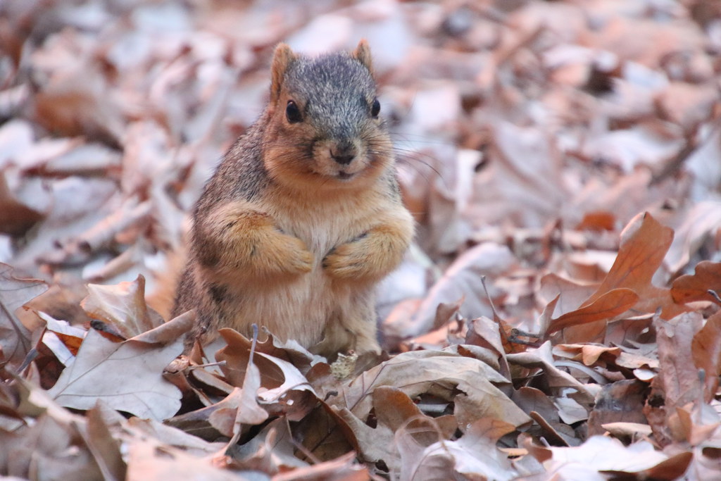Fox Squirrels in Ann Arbor at the University of Michigan on December 2nd, 2021