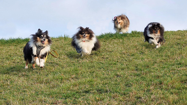 Shelties getting into the swing of thing’s