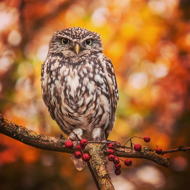 Little Owl in autumn