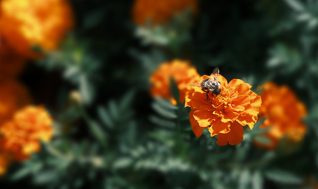 Marigolds And A Little Bee