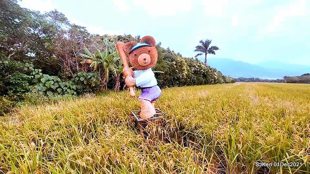 2021「熊愛關渡」稻草裝置藝術展(Bear art exhibition at Kuandu , Taipei, Taiwan, SJKen, Dec 1, 2021.