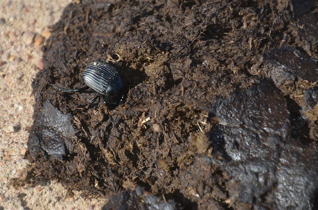 dung beetle on fresh feces